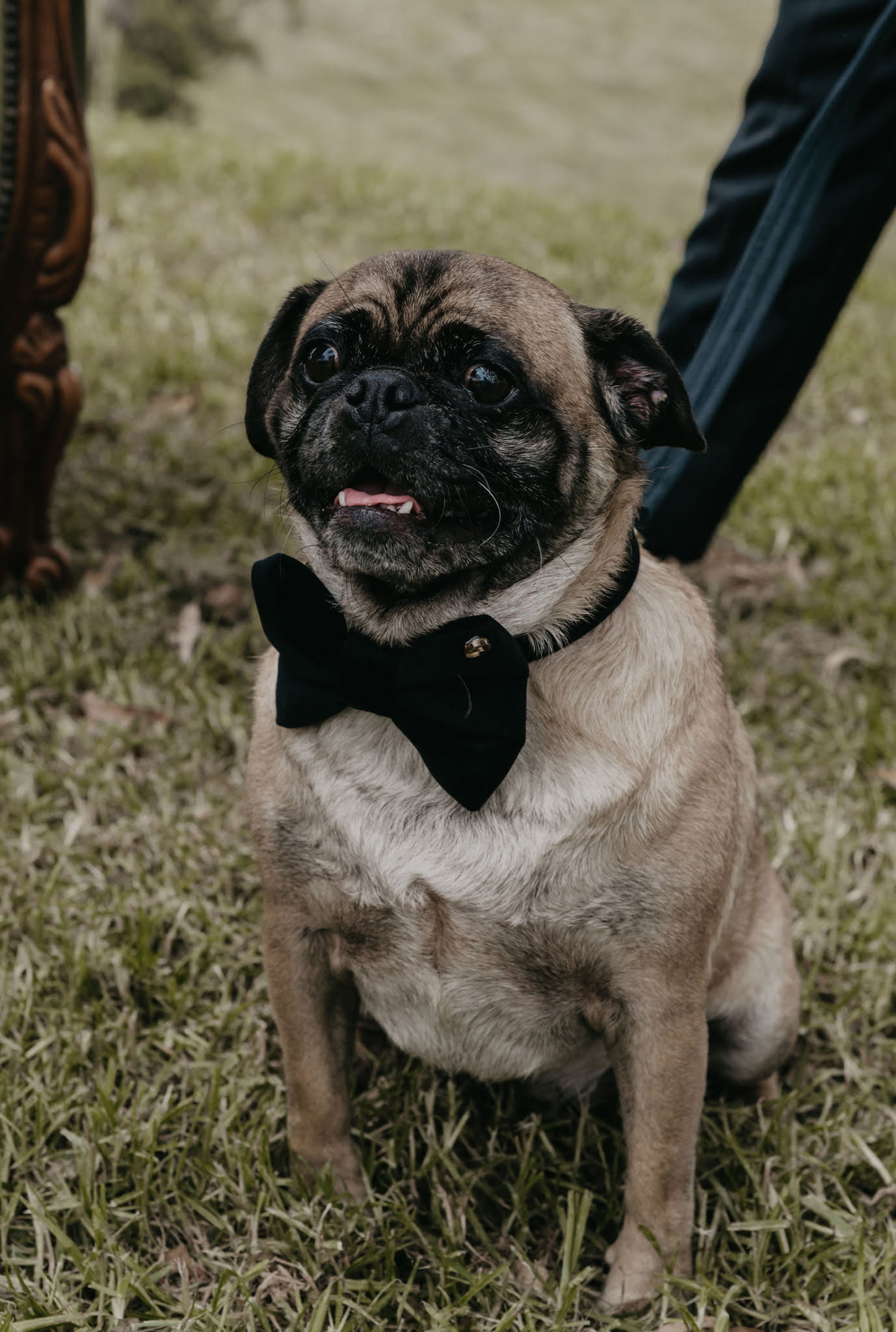 THE CUTEST PETS AT WEDDINGS YOU EVER DID SEE – Hello May